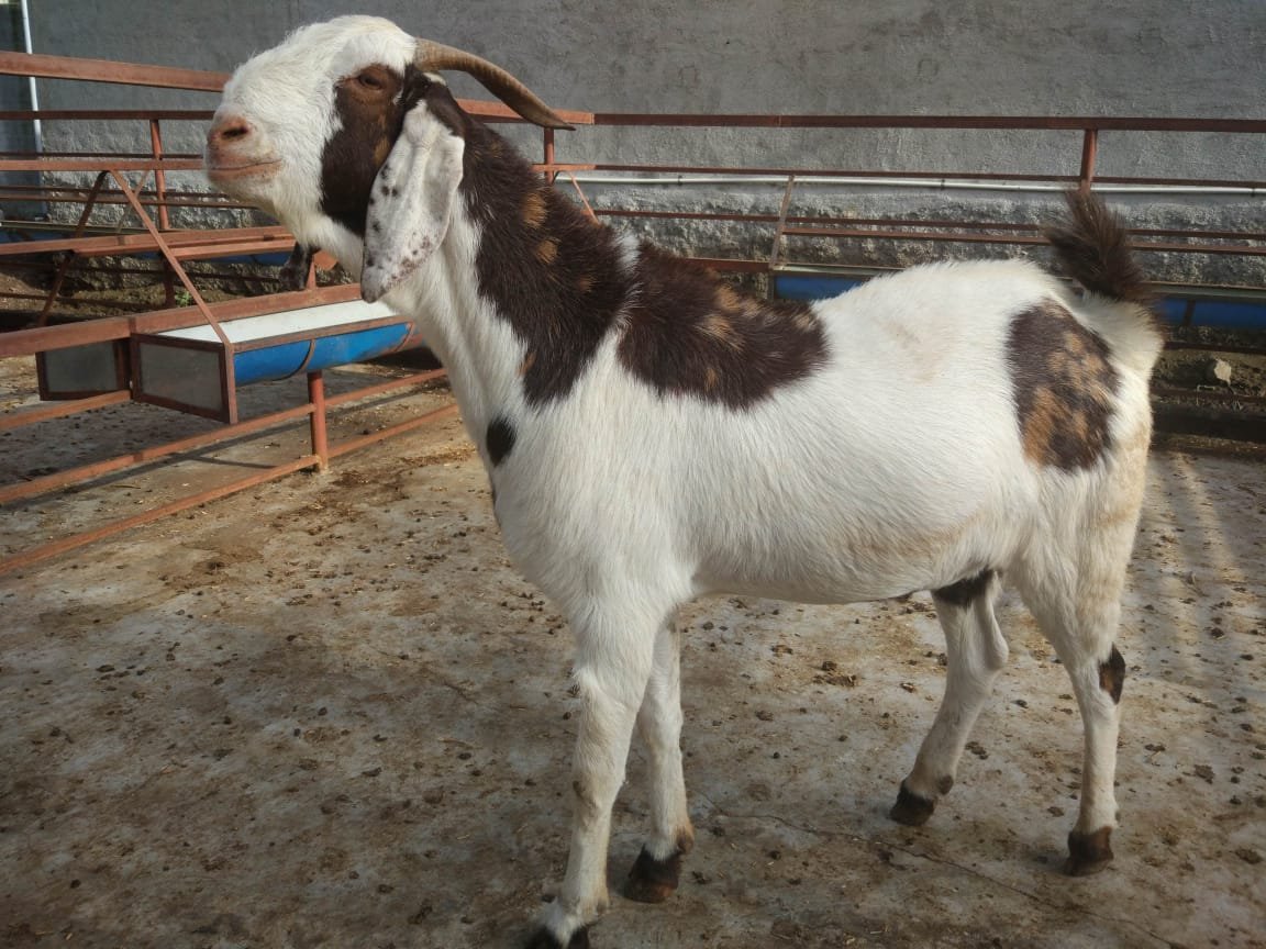 Goat for Qurbani